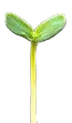 prekg