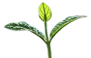 lkg